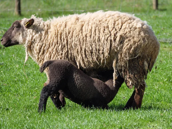 Sheeps Meadow Germayn — ストック写真