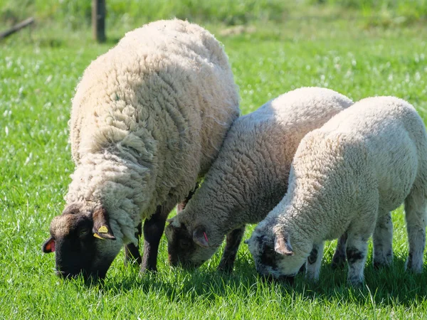 Schafe Auf Einer Wiese Germayn — Stockfoto