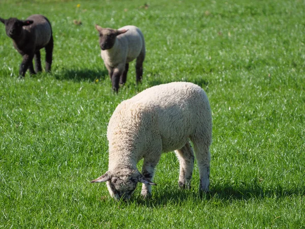 Owce Łące Germayn — Zdjęcie stockowe