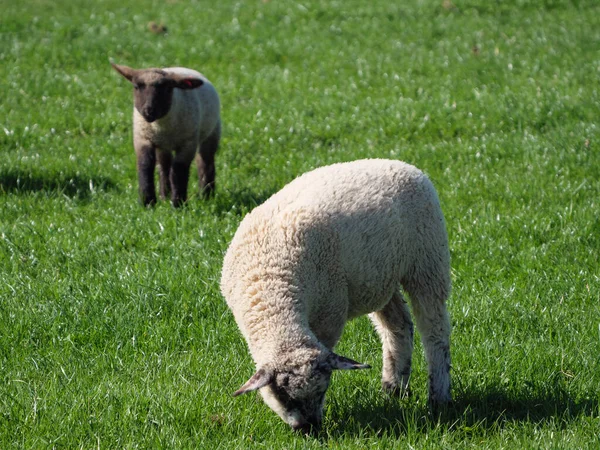 Sheeps Meadow Germayn — Stockfoto