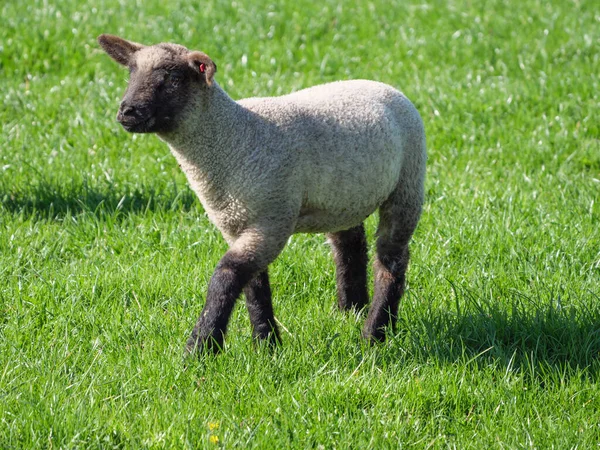 Germayn Bir Çayırda Koyunlar — Stok fotoğraf