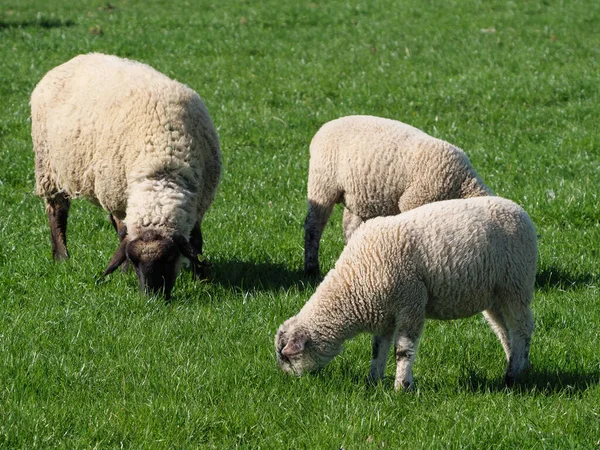 Schafe Auf Einer Wiese Germayn — Stockfoto