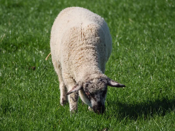 Schafe Auf Einer Wiese Germayn — Stockfoto