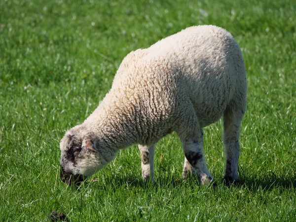 Sheeps Meadow Germayn — Zdjęcie stockowe