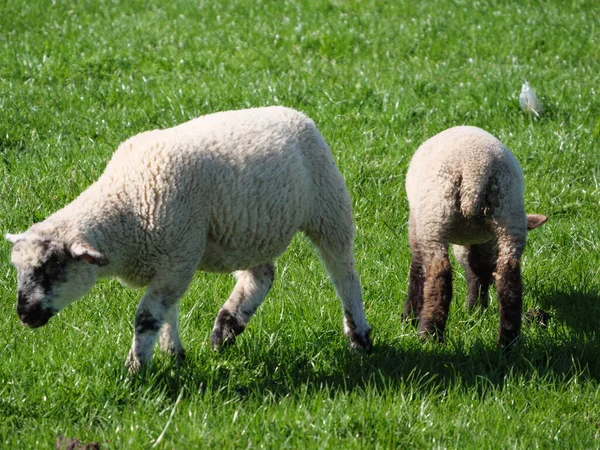 Sheeps Meadow Germayn —  Fotos de Stock