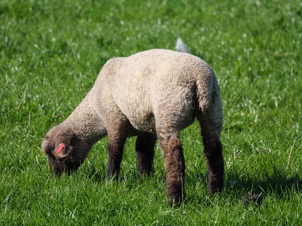 Pecore Prato Germayn — Foto Stock