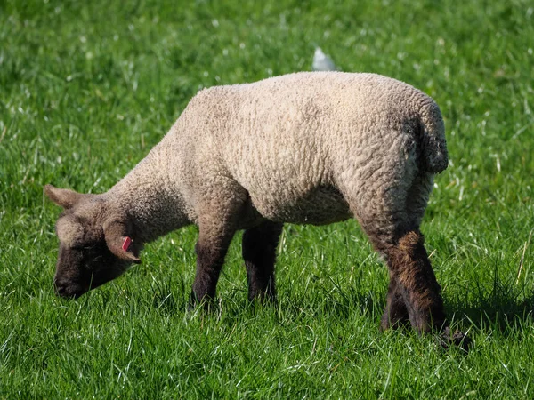 Sheeps Meadow Germayn — Foto Stock