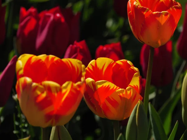 Tulips German Muensterland — стоковое фото