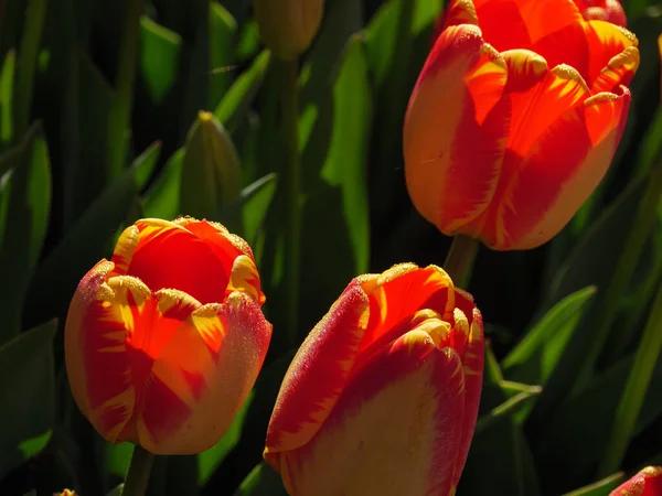 Tulips German Muensterland — Fotografia de Stock