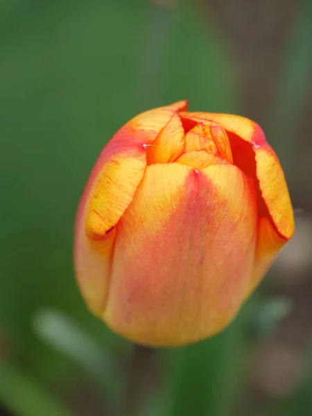 Тюльпаны Германии Muensterland — стоковое фото