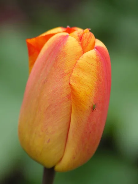 Tulips German Muensterland —  Fotos de Stock