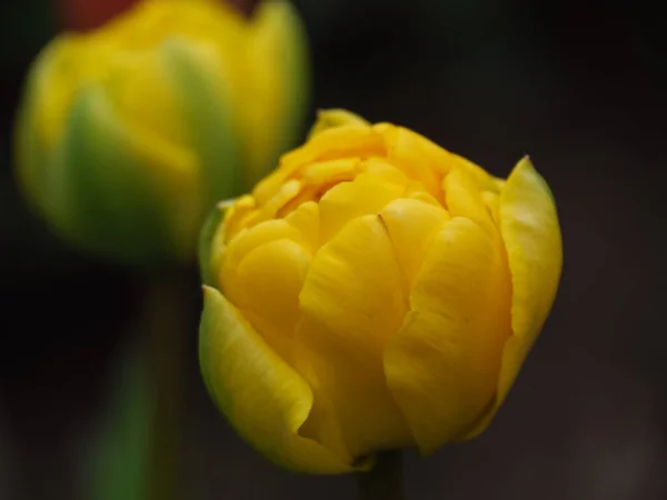 Tulips German Muensterland — Foto de Stock