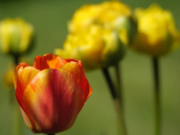 Tulips German Muensterland — Fotografia de Stock