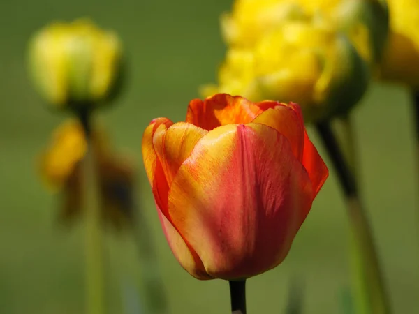 Tulips German Muensterland — Fotografia de Stock