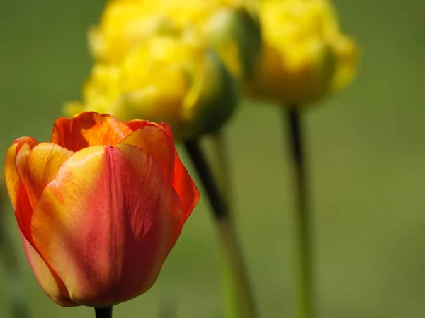 Tulips German Muensterland — Fotografia de Stock