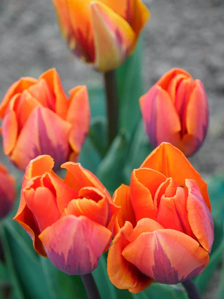 Tempo Primavera Jardim — Fotografia de Stock