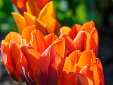 Almanya 'daki güzel göl manzarası