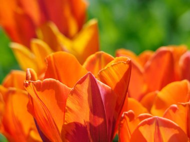 Almanya 'daki güzel göl manzarası