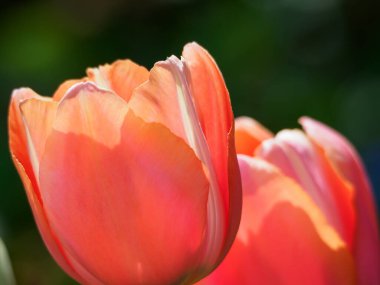 Almanya 'daki güzel göl manzarası