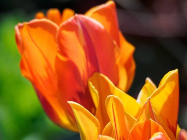 Almanya 'daki güzel göl manzarası