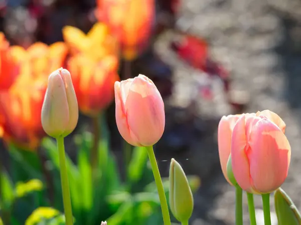 Tulips German Garden — стоковое фото