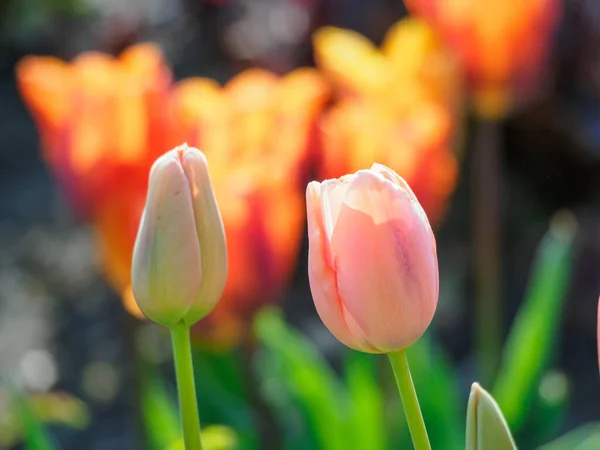 Tulips German Garden — стоковое фото
