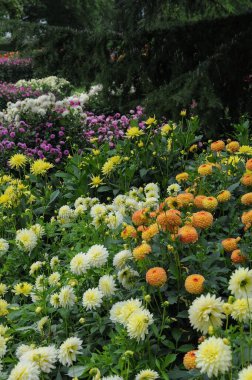 Almanya 'daki güzel göl manzarası