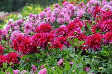 Almanya 'daki güzel göl manzarası