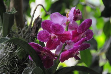 Almanya 'daki güzel göl manzarası