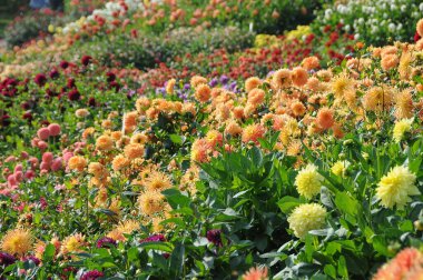 Almanya 'daki Göl Constance