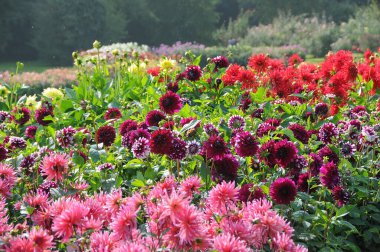 Almanya 'daki Göl Constance