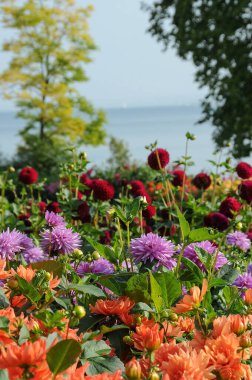 Almanya 'daki Göl Constance