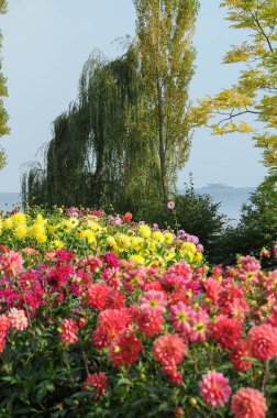 Almanya 'daki Göl Constance