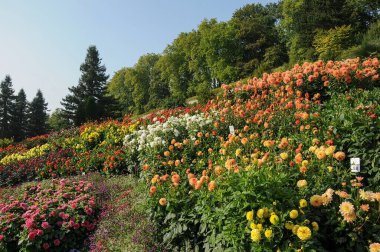 Almanya 'daki Göl Constance