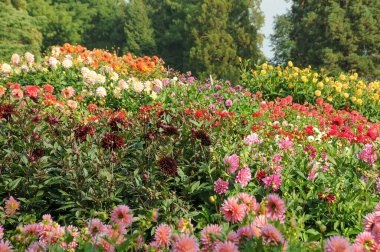 Almanya 'daki Göl Constance