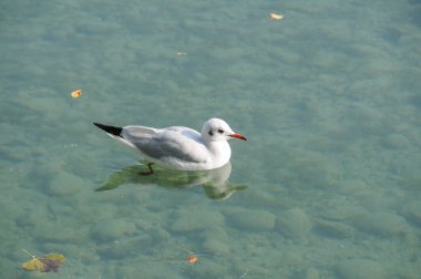 Almanya 'daki Göl Constance