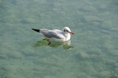 Almanya 'daki Göl Constance