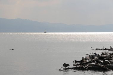 Almanya 'daki Göl Constance