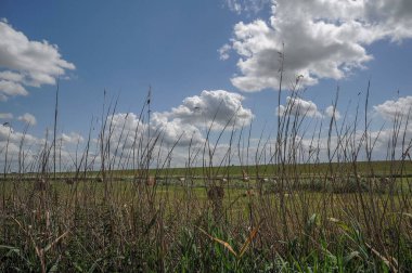 Weener ve nehir Alman Ostfriesland 'da.