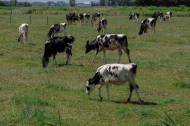 Weener ve nehir Alman Ostfriesland 'da.