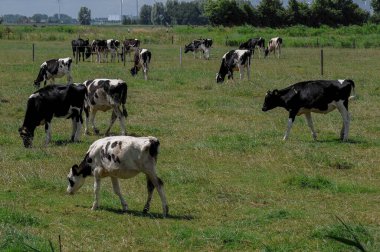 Weener and the river ems in the german Ostfriesland
