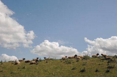 Weener ve nehir Alman Ostfriesland 'da.