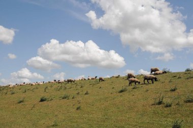 Weener ve nehir Alman Ostfriesland 'da.