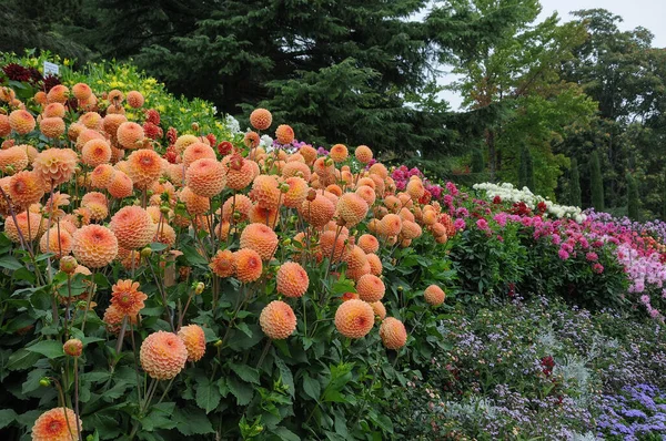 Almanya 'daki güzel göl manzarası