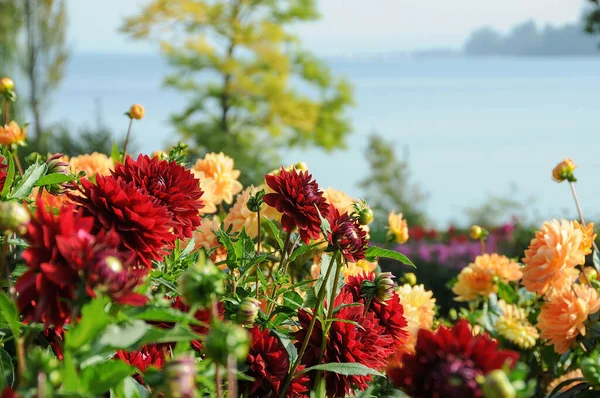 Almanya 'daki Göl Constance