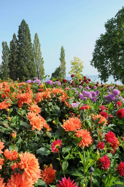 Almanya 'daki Göl Constance