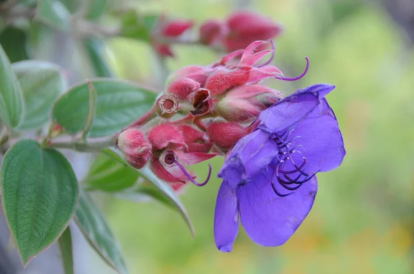 Almanya 'daki Göl Constance