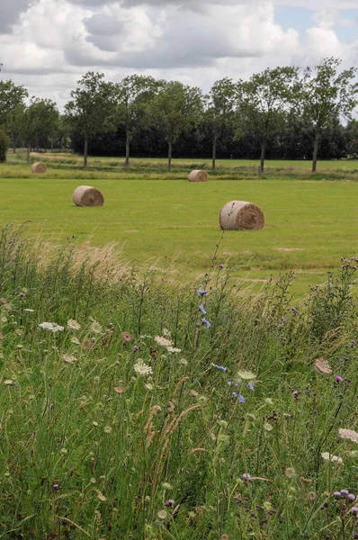 Weener ve nehir Alman Ostfriesland 'da.