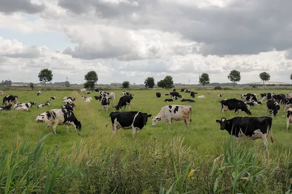 Weener River Ems German Ostfriesland — Stock Fotó