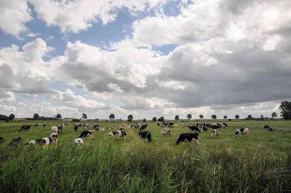 Weener ve nehir Alman Ostfriesland 'da.